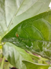 Insecta