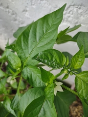 Insecta
