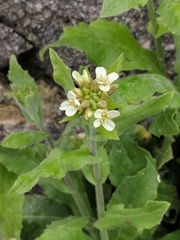 Pseudoturritis turrita