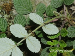 Rubus incanus