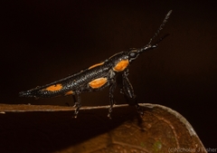 Rhinotia plagiata