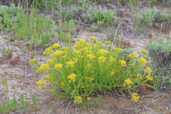 Lomatium nuttallii