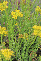 Lomatium nuttallii