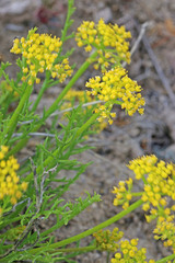 Lomatium nuttallii
