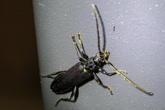 Callidiopis scutellaris