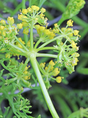 Lomatium nuttallii