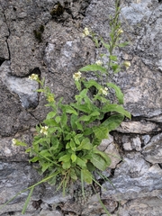 Pseudoturritis turrita