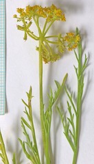 Lomatium nuttallii