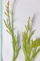 Lomatium nuttallii