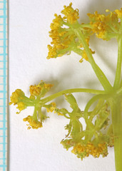 Lomatium nuttallii