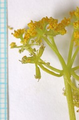 Lomatium nuttallii