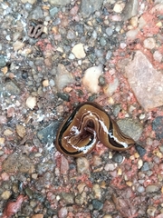 Australopacifica regina