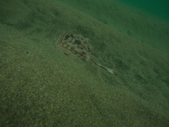 Urobatis concentricus