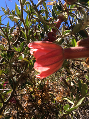 Passiflora trifoliata