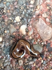 Australopacifica regina