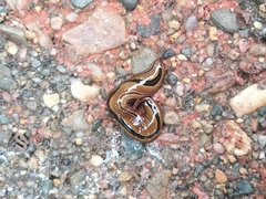 Australopacifica regina