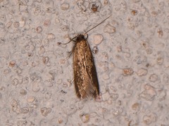 Phaeoses sabinella