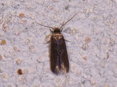 Phaeoses sabinella