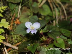 Viola shinchikuensis