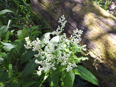 Sambucus gaudichaudiana