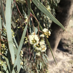 Eucalyptus largiflorens