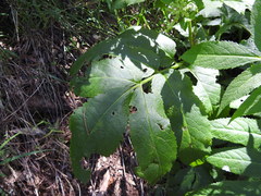 Sambucus gaudichaudiana