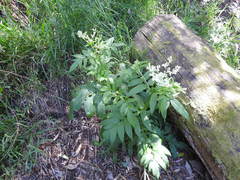 Sambucus gaudichaudiana
