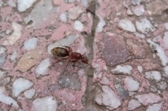 Camponotus rosariensis