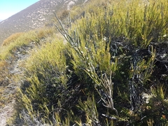 Carmichaelia crassicaulis