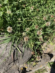 Trifolium repens repens