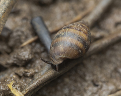 Ellobiidae