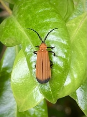 Trichalus serraticornis