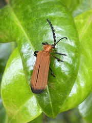 Trichalus serraticornis