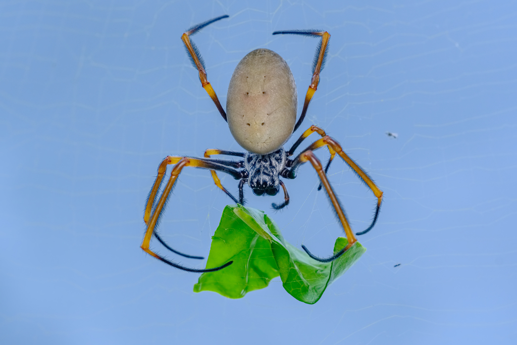 Tiger Spider