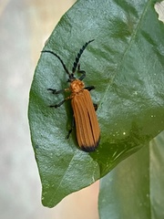 Trichalus serraticornis