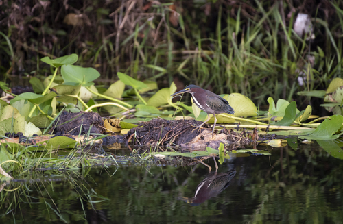 Green Heron photographed in Georgia