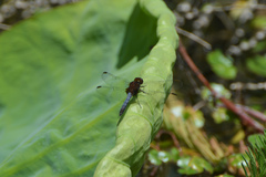 Erythrodiplax melanorubra