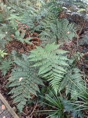 Dicksonia lanata