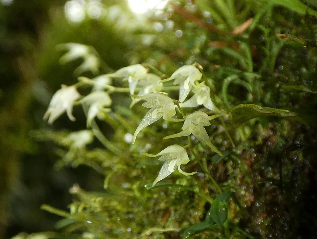 Specklinia calyptrostele