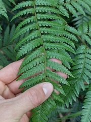 Dicksonia lanata