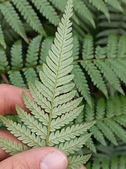Dicksonia lanata