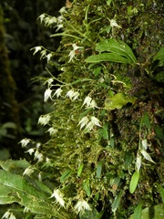 Specklinia calyptrostele