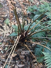 Dicksonia lanata