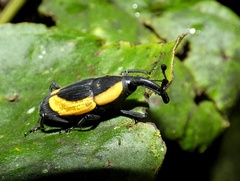 Cactophagus circumdatus