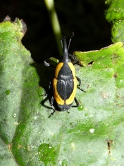 Cactophagus circumdatus