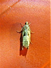 Pseudexentera spoliana