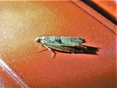 Pseudexentera spoliana