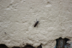 Ozodiceromyia nigrimana