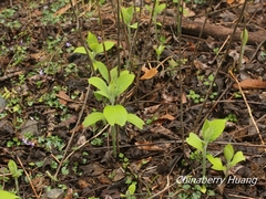 Comanthosphace formosana