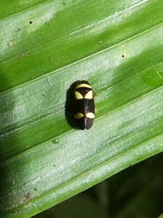 Zuata obrienorum
